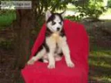 Siberian Husky Puppy for sale Last left