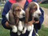 Adorable basset hound puppies