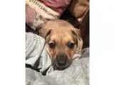 Adopt Hana a Hound Pit Bull Terrier