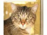 Adopt Donald a Domestic Short Hair