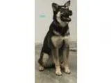 Adopt Jade a Black - with Gray or Silver German Shepherd Dog  Mi