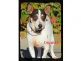 Adopt Gunner a Tricolor (TanBrown and Black and White) Corgi  Ja
