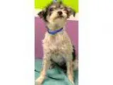 Adopt Leah-ADOPTION PENDING a Shih Tzu Poodle