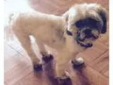 Adopt Troy Valley a Shih Tzu