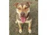 Adopt Rudy a Alaskan Malamute Cattle Dog