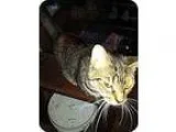 Adopt Joy a Brown Tabby Domestic Shorthair  Mixed (short coat) c