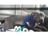 Adopt Jackie a Pit Bull Terrier
