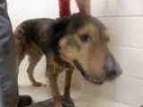 Adopt BUDDY a Golden Retriever  German Shepherd Dog  Mixed dog i