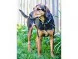 Adopt Tiffany totally cool coonhound girl a Redbone Coonhound