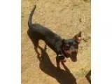 PUREBRED BOSTON TERRIERS...BOYS AND GIRLS