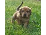 Adopt Buxton a Golden Retriever Coonhound