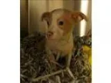 Adopt Ralph Lauren a Terrier
