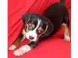 dgjjkgd Nice Looking Beagle Puppies For New Homes