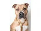 Adopt ARCHIE a Pit Bull Terrier  Mixed dog in Sacramento CA (152