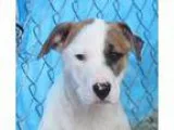 Adopt Matthew - in Maine a Shepherd