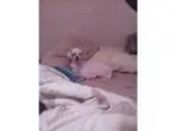 Adopt Wink a Shih Tzu