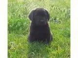 Adopt Winthrup a Rottweiler
