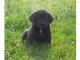Adopt Bishop a Golden Retriever Coonhound