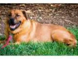 Adopt Sugar Bear a RedGoldenOrangeCh estnut - with Black Labrado