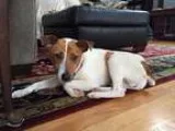 JAYDEN - Male German Shepherd Dog Mix