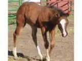 Fancy breedingstock colt Invitation Only bred