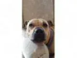 Adopt Callie a TanYellowFawn Pug Shar Pei Mixed dog in Burling