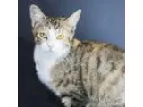 Adopt Dolce a Calico or Dilute Calico Domestic Shorthair cat in 
