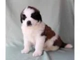 HWEF Saint Bernard Puppy for Sale