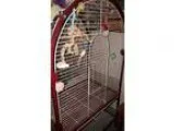 5 ft. Small Bird Cage with Shelf