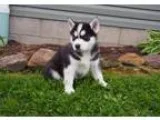 Loueh Siberian Husky Puppies for sale