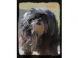 Adopt Elvis a Tricolor (TanBrown and Black and White) Shih Tzu  