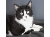 Adopt Jerry a White Domestic Mediumhair cat in Culver City CA (1