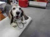 Adopt Poptart a BrownChocolate - with White Basset Hound  Mixed 