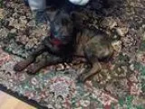 Adopt Fredrick a German Shepherd Dog  Labrador Retriever  Mixed 