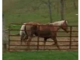 AQHA Palomino Stallion For Sale