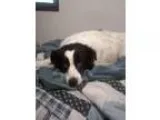 Adopt Candy a Border Collie