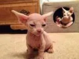Columbine Cute male female sphynx kittens
