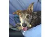 Adopt Cappuccino a TanYellowFawn - with White Terrier (Unknown T