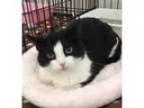 Adopt Baby a All Black Domestic Shorthair  Mixed cat in Incline 