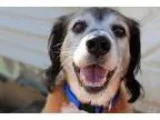 Adopt Brownie a Cocker Spaniel