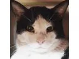 Adopt Mercedes a Tiger Striped Domestic Shorthair (short coat) c