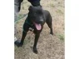 Adopt Mia a Pit Bull Terrier