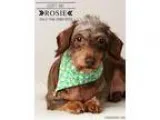 Adopt Rosie-Medical hold a Dachshund