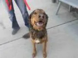 Adopt BUDDY a Golden Retriever German Shepherd Dog