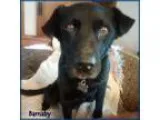 Adopt BARNABY a Black Labrador Retriever  Mixed dog in Lincoln N
