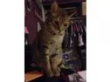 Lost Big male cat rd street Please HELP(