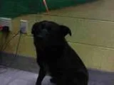 Adopt CARLA a Schipperke  Chow Chow  Mixed dog in Grand Prairie 