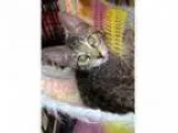 Adopt Baby Tigger a Tabby - Brown