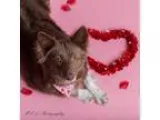 Adopt Rosa a BrownChocolate - with White Australian Shepherd  Mi