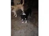 Adopt Zena a Pit Bull Terrier